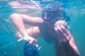 Child Scalloping at Crystal River